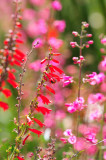 Desert Botanical Gardens