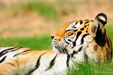 Tiger Nap