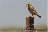 Corn Bunting with lunch (grasshopper)  