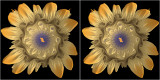 Julia flower #2 cross-eyed stereogram