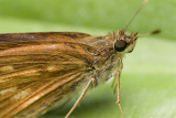 Skipper on leaf 6640.jpg