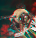 Bumblebee 6874.jpg