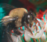 Bumblebee 6880.jpg