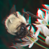 Bumblebee 6892.jpg