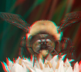 Bumblebee 6899.jpg