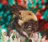 Bumblebee 6903.jpg