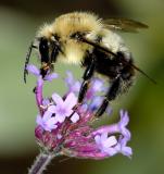 Bee on flower 1521 (V56)
