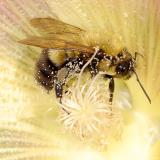 Bee on Hollyhock 1586 (V56)