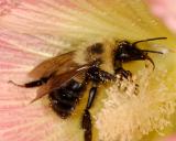 Bee on Hollyhock 1600 (V56)
