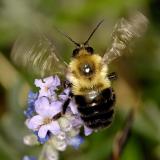 Bee on flower 1551 (V56)