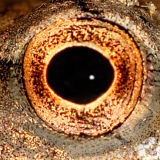 Tree frog eye 1906 (V57)