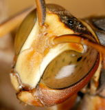 Wasp face closeup 2536 (V59)