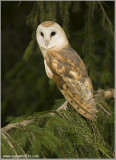 Barn Owl  (captive)