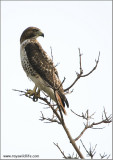 Redt-tailed Hawk 194