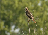 Redt-tailed Hawk 195