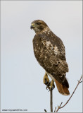 Redt-tailed Hawk 199