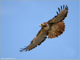 Red-tailed Hawk in Flight 200