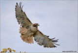 Red-tailed Hawk in Flight 201