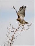 Red-tailed Hawk 203