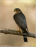 Merlin   (captive)