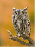 Screech-owl  (captive)