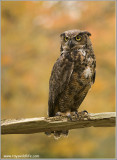 Great-horned Owl   (captive)