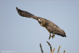Red-tailed Hawk in Flight 205