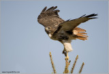 Red-tailed Hawk in Flight 206