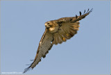 Red-tailed Hawk in Flight 209