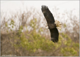 Bald Eagle at Conowingo 59