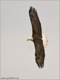 Bald Eagle at Conowingo 60