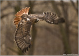 Gorans Red-tailed Hawk   (captive)