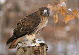 Gorans Red-tailed Hawk  (captive)