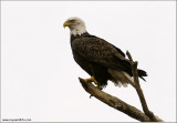 Bald Eagle 62