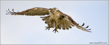 Red-tailed Hawk 211