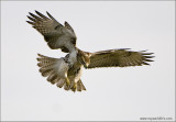 Red-tailed Hawk  213