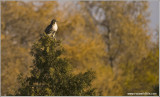 Red-tailed Hawk 214