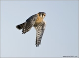 American Kestrel flight 62