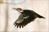 Pileated Woodpecker in Flight