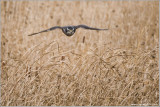 Dions Goshawk   (captive)