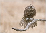 Fariss Sakeret Falcon   (captive)