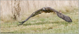 Gorans Red-tailed Hawk  (captive)