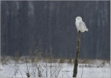 Snowy Owl on a Post 43