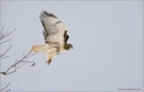 Red-tailed Hawk in Flight 216