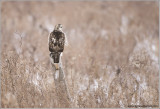 Red-tailed Hawk Hunting  217