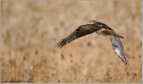Red-tailed Hawk in Flight 220
