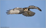 Red-tailed Hawk in Flight  224