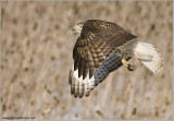Red-tailed Hawk in Flight  225
