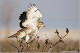 Red-tailed Hawk in Flight 237