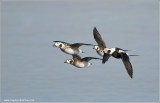 Long-tailed Ducks in Flight 35